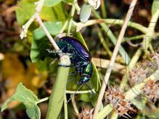 Chrysochares-asiaticus_2